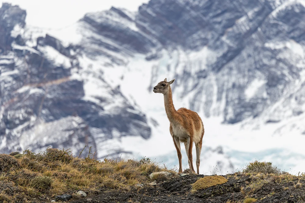 Solitary Guanaco, Patagonia, Chile