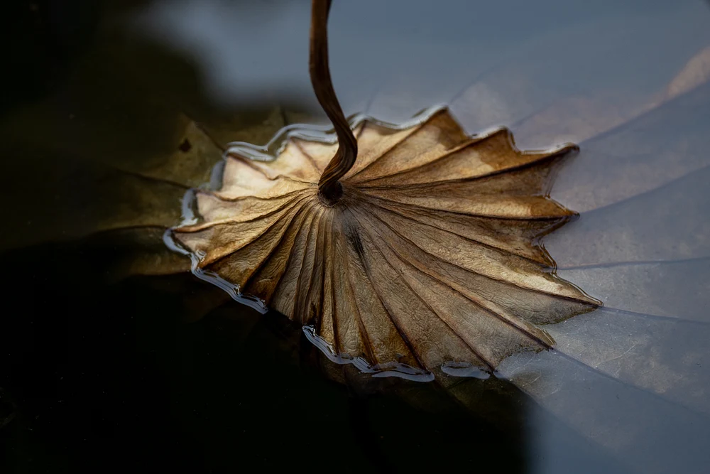 Lotus leaf: A Simbol of Japan