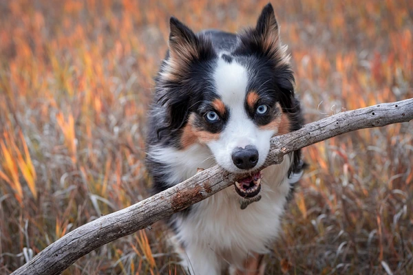 A playful dog with blue eyes holds a stick in its mouth amidst autumn grass.