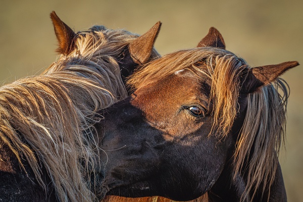 Unspoken - Homepage - Grateful Journeys Photography