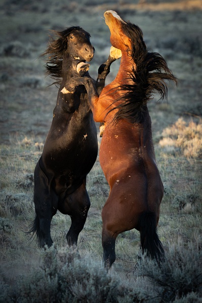 The Reckoning - Ranch Life - Grateful Journeys Photography