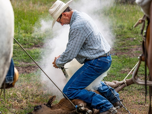 Branding Time - Ranch Life - Grateful Journeys Photography