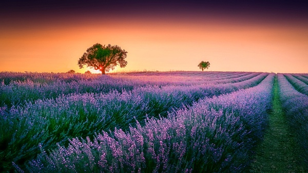 Purple Provence Sunset - Landscapes - Grateful Journeys Photography