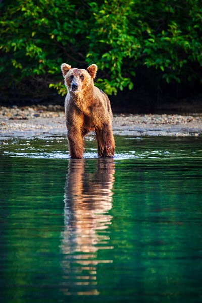 Brown-bear-1,-Lake-Clark-National-Park,-Alaska,-USA - IAN PLANT