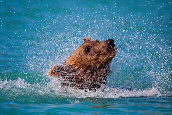 Brown-bear-3,-Lake-Clark-National-Park,-Alaska,-USA - IAN PLANT