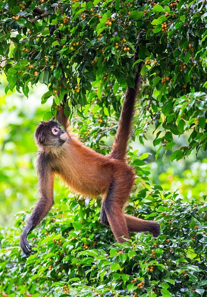 Spider-monkey-hanging-from-tree,-Osa-Peninsula,-Costa-Rica - IAN PLANT