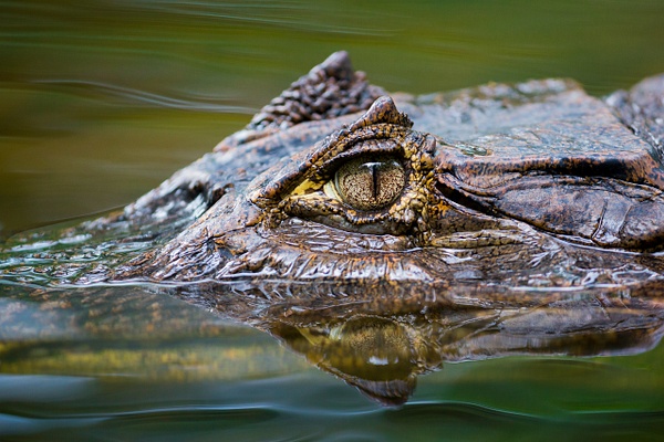Spectacled-caiman,-close-up-view-of--head,-Osa-Peninsula,-Costa-Rica - IAN PLANT 