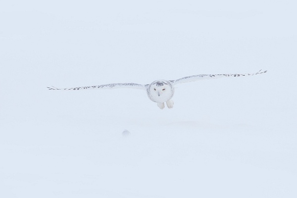 Snowy-owl-5,-Ontario,-Canada - IAN PLANT