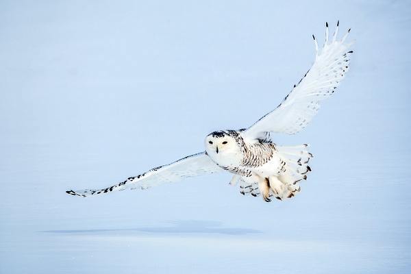 Snowy-owl-1,-Ontario,-Canada - IAN PLANT