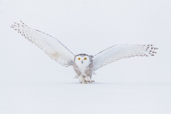 Snowy-owl-8,-Ontario,-Canada - IAN PLANT