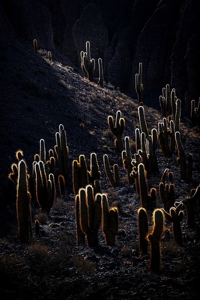 Backlit-cacti-3,-Puna,-Argentina - IAN PLANT 