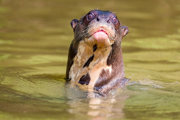 Giant-otter-3,-Pantanal,-Brazil - IAN PLANT