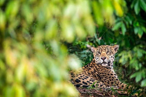 Jaguar-resting-in-forest,-Pantanal,-Brazil - IAN PLANT 