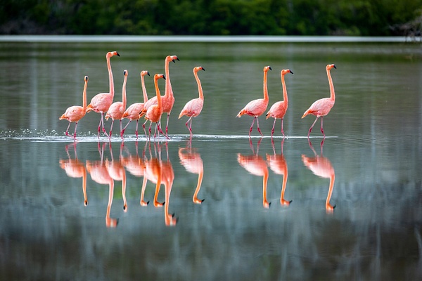 Flamingoes-12,-Floreana-Island,-Galapagos-National-Park,-Ecuador - IAN PLANT 