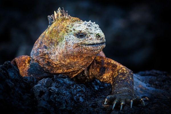 Marine-iguana-10,-Isabela-Island,-Galapagos-National-Park,-Ecuador - IAN PLANT