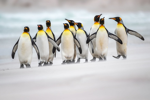 King-penguins-walking-down-beach-in-blowing-sand-4,-Volunteer-Point,-Falkland-Islands - IAN PLANT