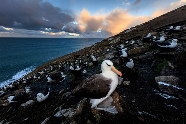 Sunset-clouds-and-moon-behind-black-browed-albatross-colony-1,-Saunders-Island,-Falkland-Islands - IAN PLANT 