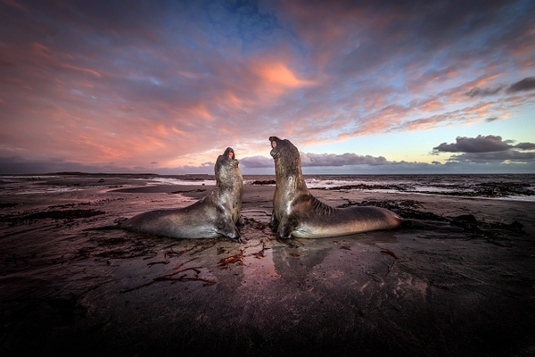 Elephant-seals-fighting-at-twilight-5,-Sea-Lion-Island,-Falkland-Islands - IAN PLANT