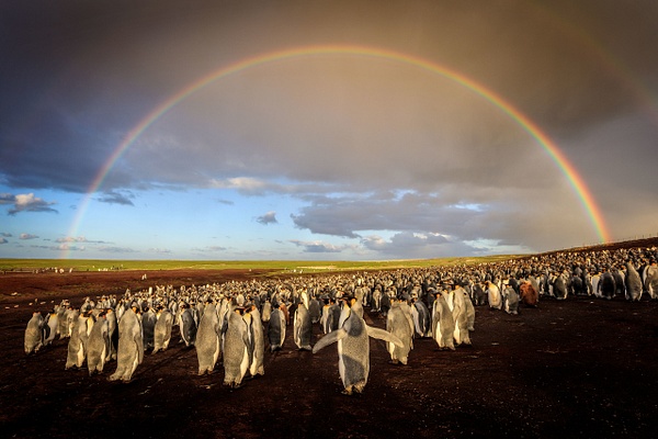 Rainbow-over-king-penguin-colony,-Volunteer-Point,-Falkland-Islands - IAN PLANT