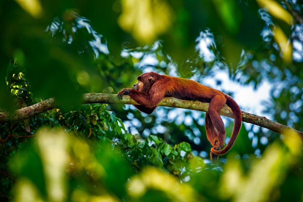 Red-howler-monkey-resting,-Tambapota-National-Reserve,-Peru-(remastered) - IAN PLANT 