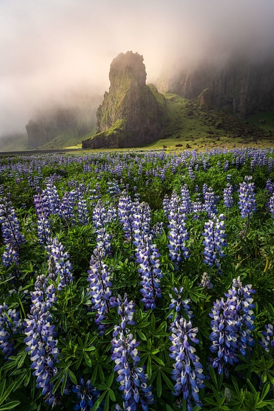 Lupine-and-foggy-mountains-2,-Iceland - IAN PLANT 