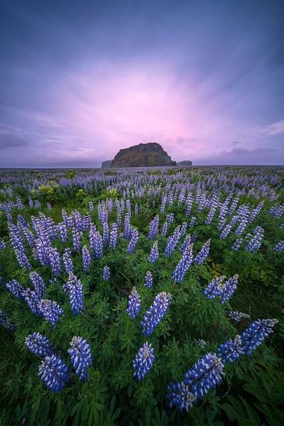 Lupine-at-sunrise-1a,-Iceland - IAN PLANT 