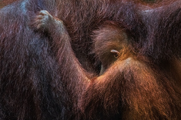 Infant-Bornean-orangutan-clinging-to-mother,-Tanjung-Puting-National-Park,-Borneo,-Indonesia - IAN PLANT 