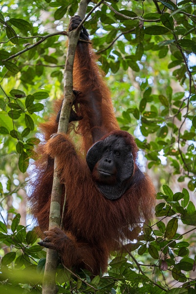 Male-Bornean-orangutan-3,-Tanjung-Puting-National-Park,-Borneo,-Indonesia - IAN PLANT