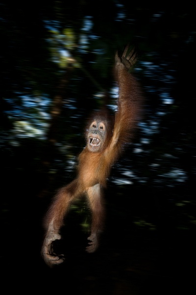 2017-baby-orangutan-4,-Gunung-Leuser-National-Park,-Sumatra,-Indonesia - IAN PLANT 