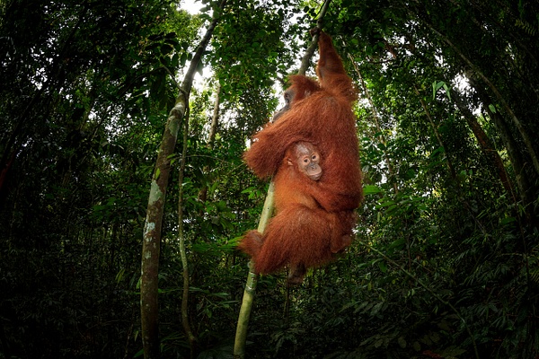 2017-Female-orangutan-and-baby-7,-Gunung-Leuser-National-Park,-Sumatra,-Indonesia - IAN PLANT 