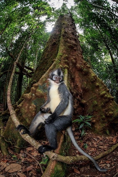 2017-Thomas's-leaf-monkey-1,-Gunung-Leuser-National-Park,-Sumatra,-Indonesia - IAN PLANT
