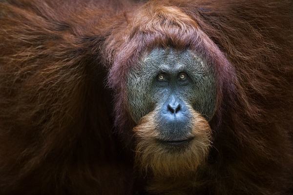 Male-orangutan-2,-Gunung-Leuser-National-Park,-Sumatra,-Indonesia - IAN PLANT 