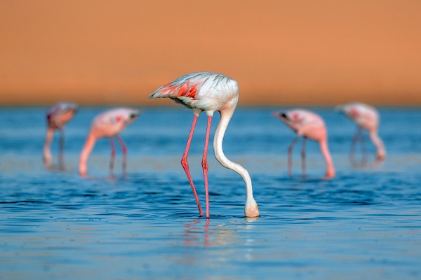 Flamingos,-Dorob-National-Park,-Namibia - IAN PLANT