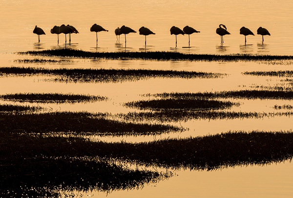Flamingos-and-marshland,-Dorob-National-Park,-Namibia - IAN PLANT