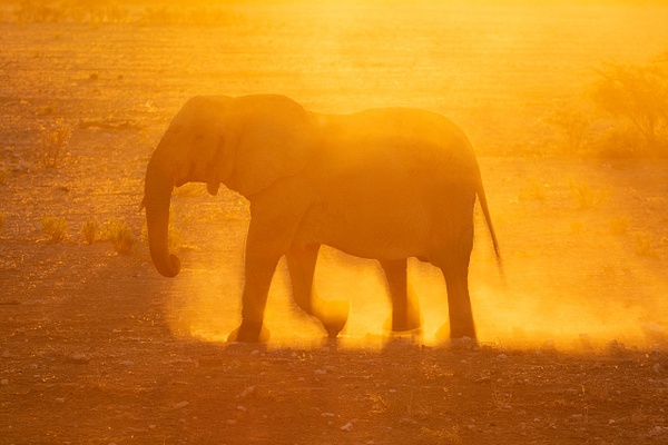 Backlit-elephant-at-sunrise,-Etosha-National-Park,-Namibia - IAN PLANT