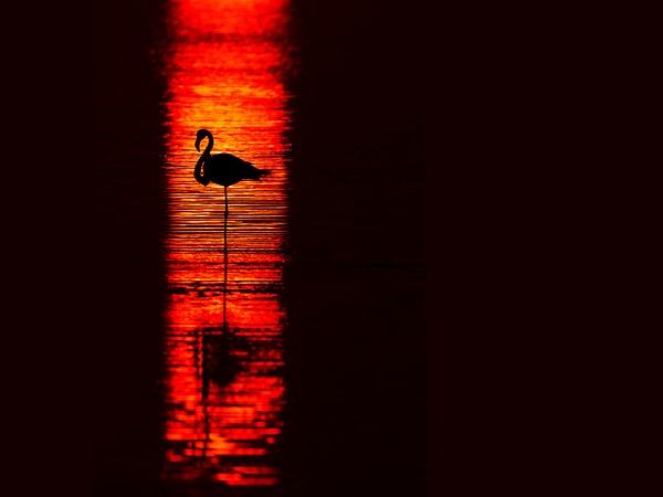 Flamingo-and-setting-sun-2-horizontal,-Dorob-National-Park,-Namibia - IAN PLANT