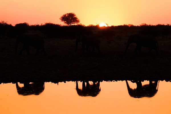 Elephant-reflections-in-silhouette-against-sunset-sky,-Etosha-National-Park,-Namibia - IAN PLANT 