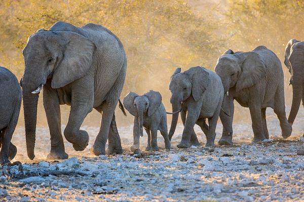 Backlit-elephants-with-baby,-Etosha-National-Park,-Namibia - IAN PLANT 