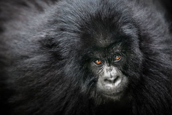 Baby-mountain-gorilla-3,-Volcanoes-National-Park,-Rwanda - IAN PLANT 