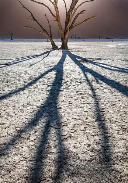 Deadvlei-trees-and-rising-sun,-Namib-Naukluft-National-Park,-Namibia - IAN PLANT