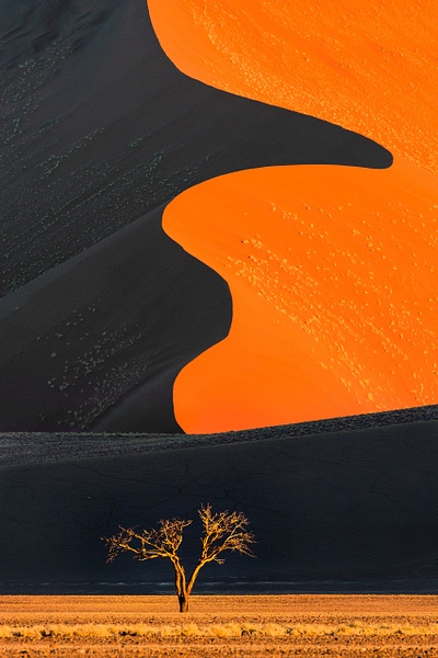 Dune-and-tree,-Namib-Naukluft-National-Park,-Namibia - IAN PLANT 