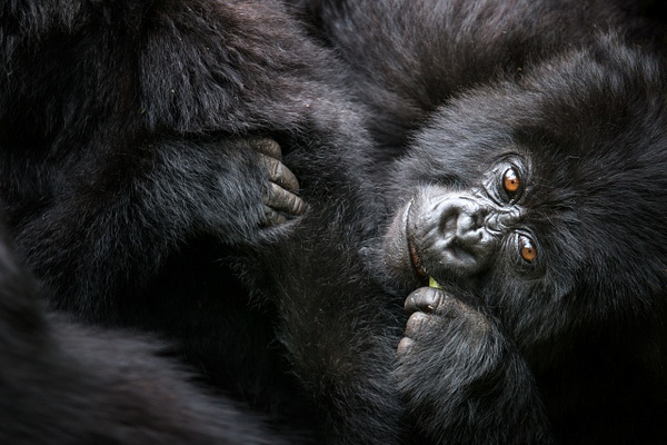 Baby-gorilla,-Volcanoes-National-Park,-Rwanda - IAN PLANT 
