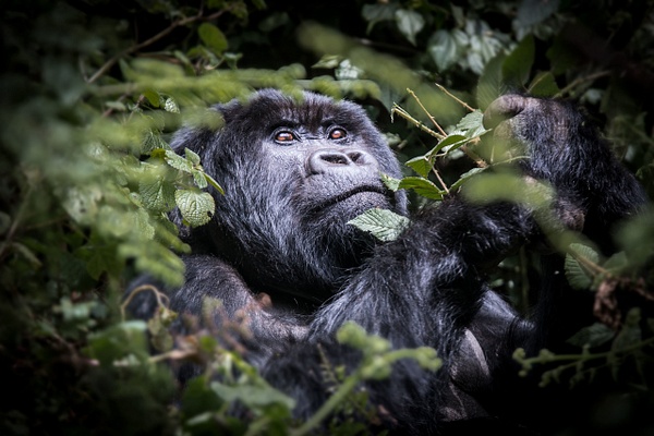 Gorilla-eating-2,-Volcanoes-National-Park,-Rwanda - IAN PLANT