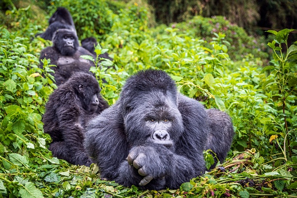 Silverback-mountain-gorilla-32,-Mgahinga-Gorilla-National-Park,-Uganda - IAN PLANT 
