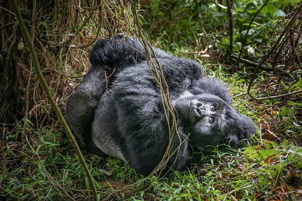 Silverback-mountain-gorilla-31,-Mgahinga-Gorilla-National-Park,-Uganda - IAN PLANT 