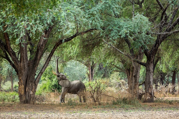 Elephant-reaching-for-winterthorn-branches,-Lower-Zambezi-National-Park,-Zambia - IAN PLANT