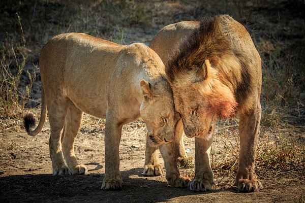 Mating-pair-of-lions-2,-Lower-Zambezi-National-Park,-Zambia - IAN PLANT 