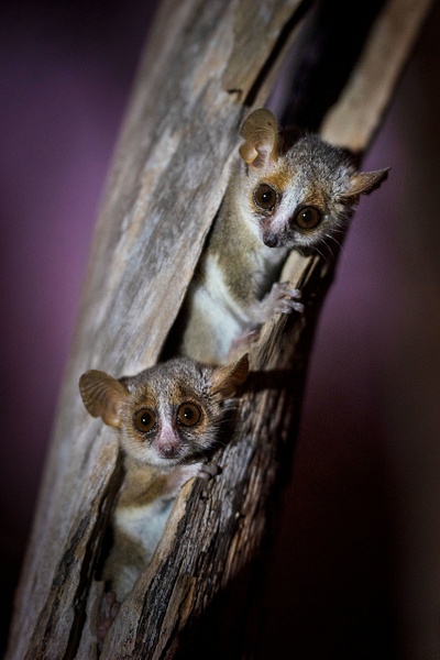 Grey-mouse-lemur-5,-Kirindy-Forest,-Madagascar - IAN PLANT 