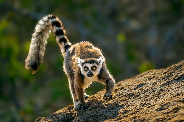 Ring-tailed-lemur-24,-Anja-Community-Reserve,-Madagascar - IAN PLANT 
