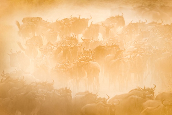 Wildebeest-migration-1,-Masai-Mara-National-Reserve,-Kenya - IAN PLANT 